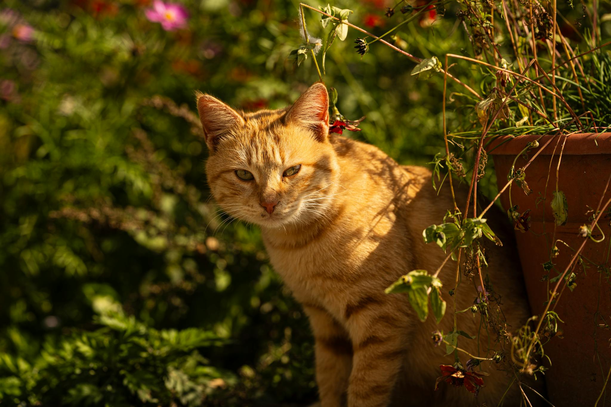A ginger cat enjoys the warm sunshine in a vibrant garden, surrounded by lush greenery and flowers.