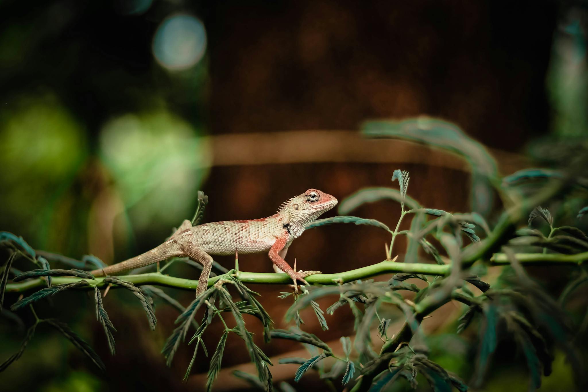 Close-up of an Oriental Garden Lizard (Calotes versicolor) perched on a green branch, showcasing its vibrant colors in natural habitat.