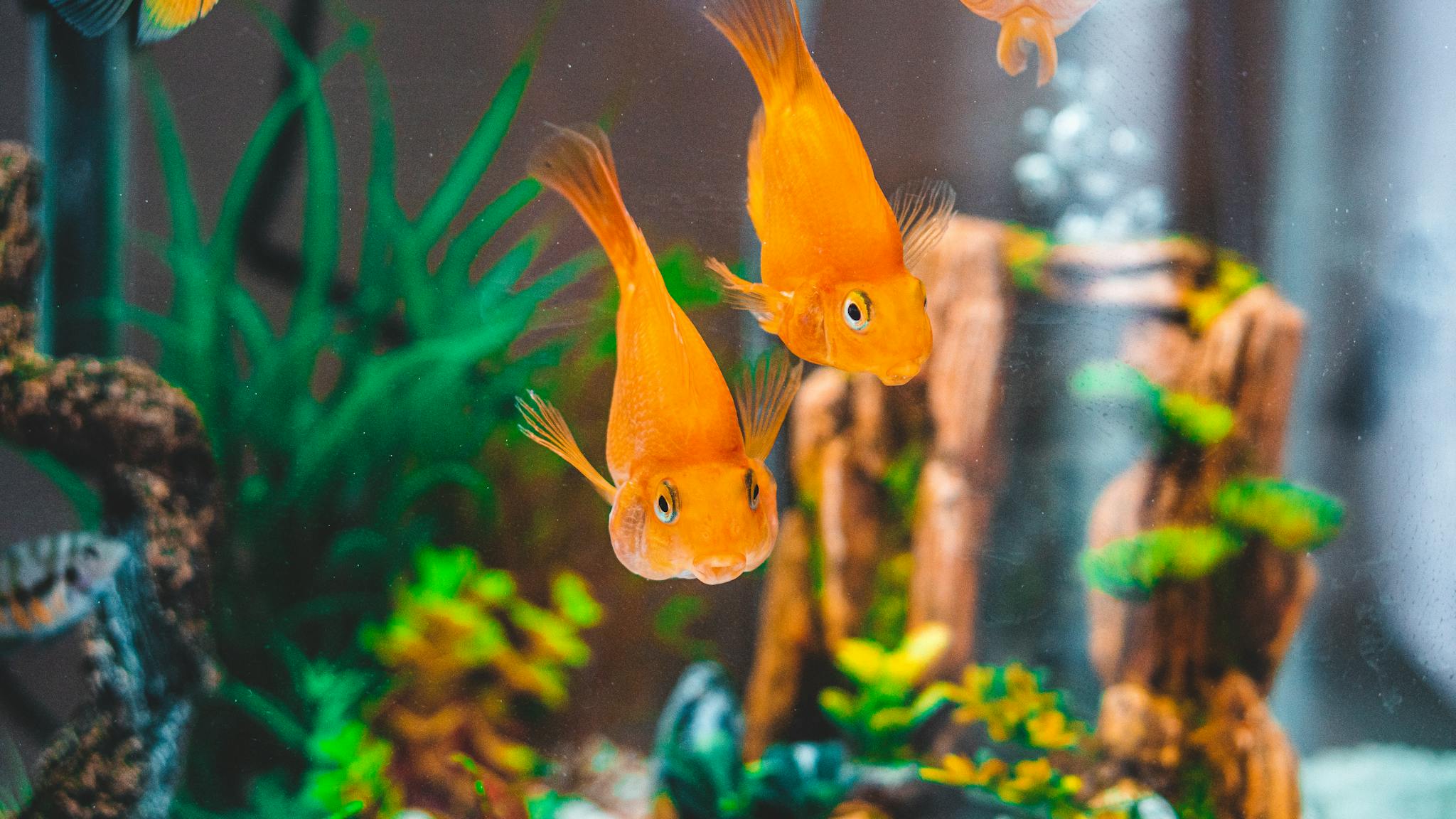 Colorful goldfish in a vibrant aquarium setting.