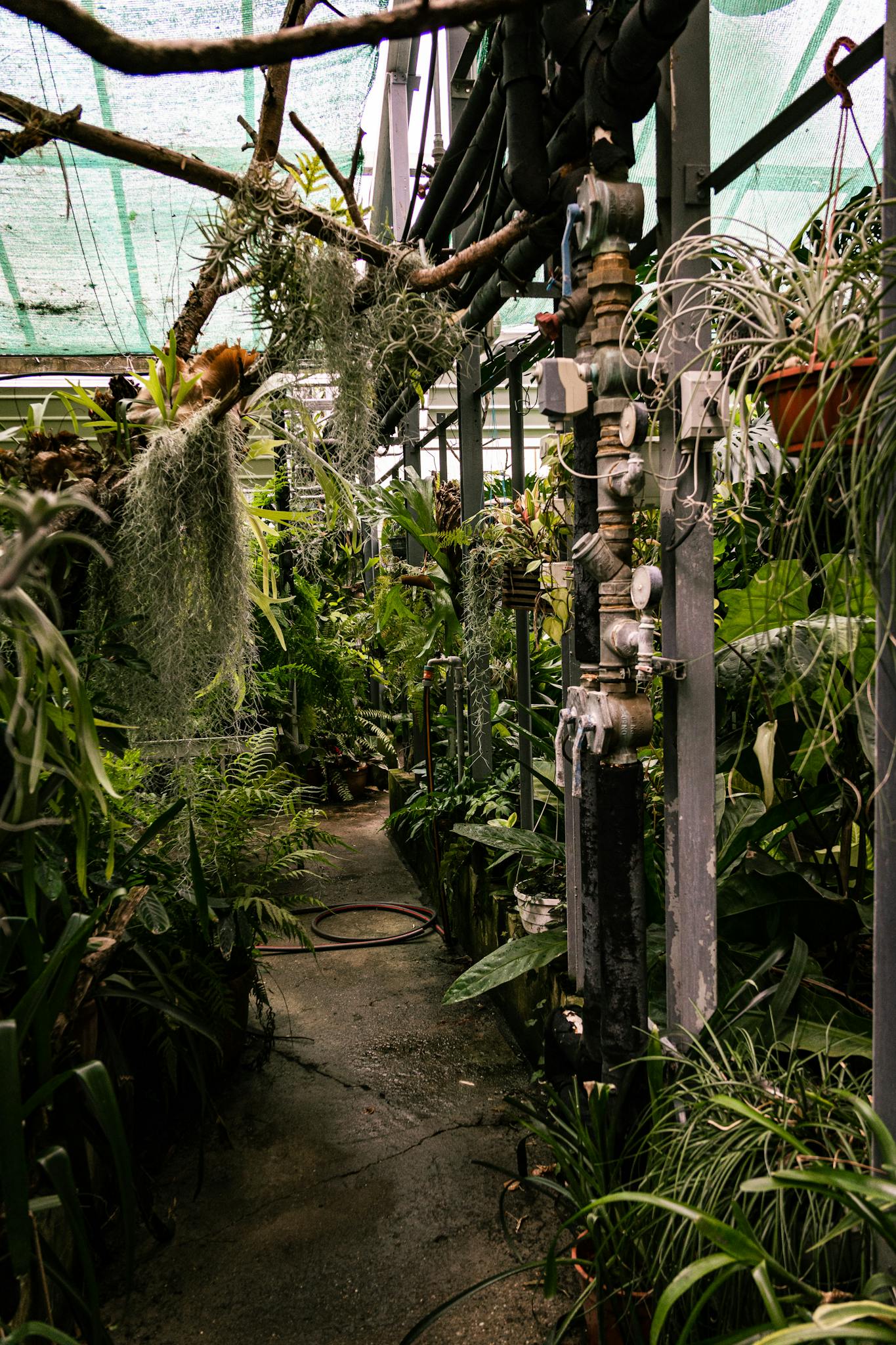 Explore a richly vegetated indoor greenhouse with diverse plant species.