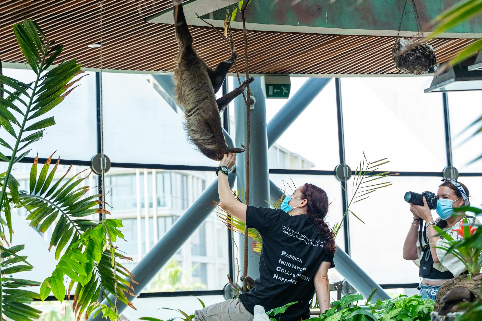 Woman engages with a hanging sloth in an indoor zoo setting.